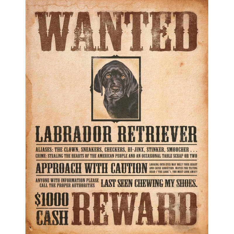 Fém tábla Black Lab - Wanted Poster 32 cm x 40 cm